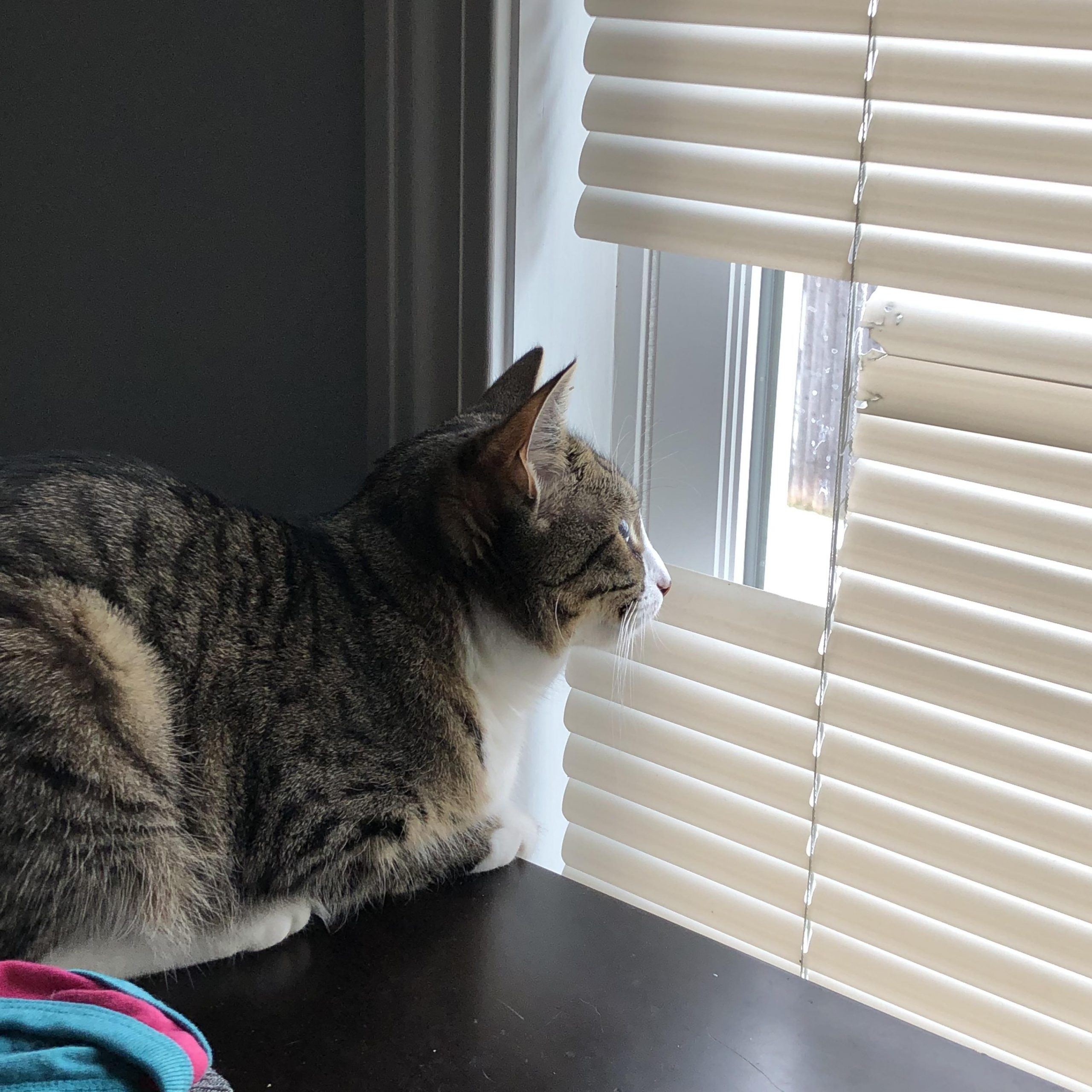 How to Stop Your Pet from Destroying Your Blinds